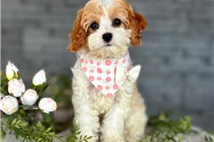 April - Cavapoo for sale