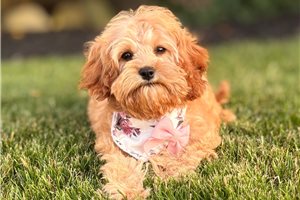 Anya - Cavapoo for sale