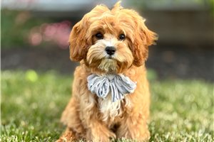 Atom - puppy for sale
