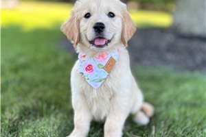 Tayla - Golden Retriever for sale