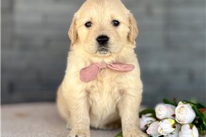 Tayla - Golden Retriever for sale