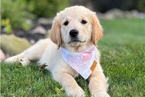 Tayla - Golden Retriever for sale
