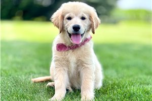 Tenley - Golden Retriever for sale