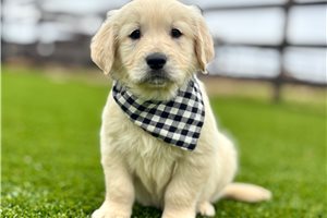 Nate - Golden Retriever for sale