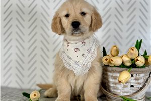 Pearl - puppy for sale