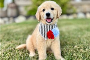 Tonya - Golden Retriever for sale