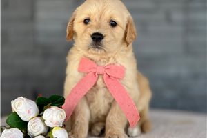 Tenley - Golden Retriever for sale
