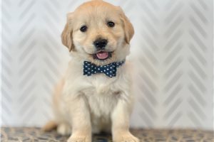 Nate - Golden Retriever for sale