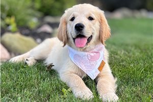 Tayla - Golden Retriever for sale