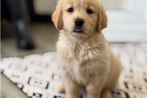 Cabo - Golden Retriever for sale