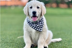 Nate - Golden Retriever for sale