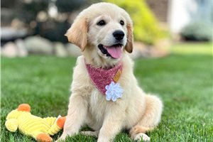 Tenley - Golden Retriever for sale
