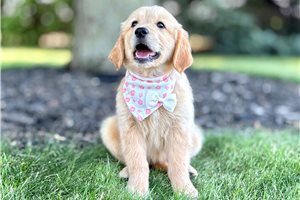 Tenley - Golden Retriever for sale