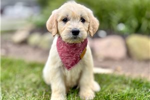 Celtie - Goldendoodle for sale