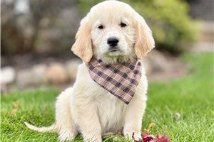 Chowder, a Goldendoodle puppy