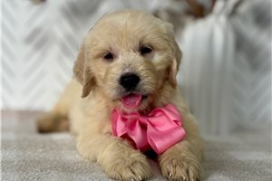 Cindy - Goldendoodle for sale