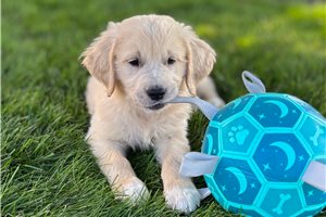 Ship - Goldendoodle for sale