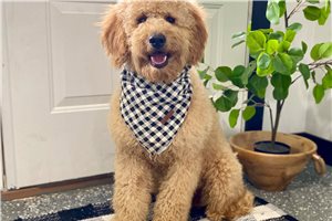Isaac - Goldendoodle for sale