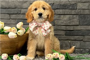 Aspen - puppy for sale