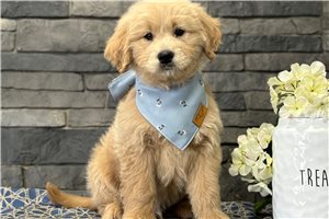 Adam - puppy for sale