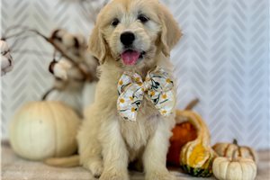 Cindy - Goldendoodle for sale