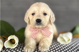 Celtie - puppy for sale