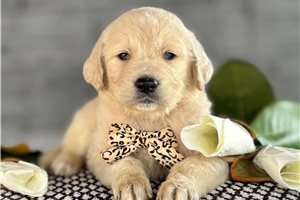 Clive - Goldendoodle for sale