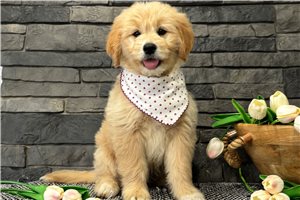 Alicia - puppy for sale