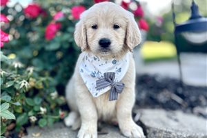 Clive - Goldendoodle for sale