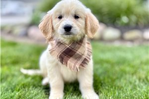 Chowder - Goldendoodle for sale