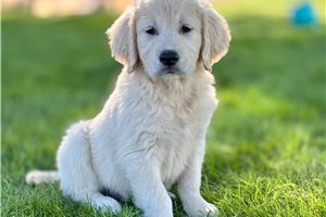 Clive - Goldendoodle for sale