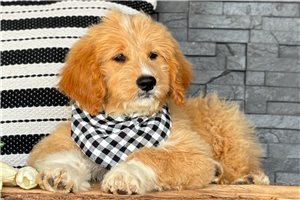 Mateo - Goldendoodle for sale