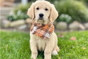 Ship - Goldendoodle for sale