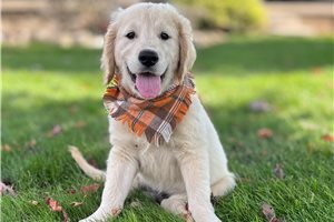 Clive, a Goldendoodle puppy