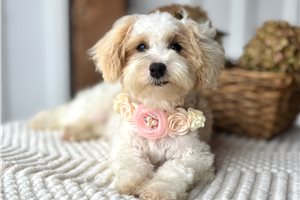 Brooke - Havapoo for sale