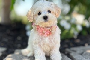 Brenda - Havapoo for sale