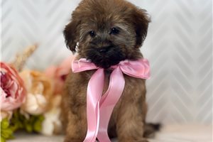 Marie - Havapoo for sale