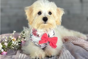 Brenda - Havapoo for sale