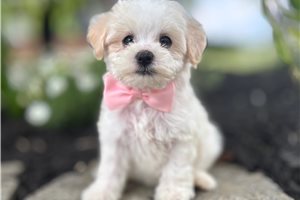 Brenda - Havapoo for sale