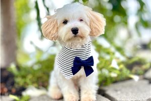 Boston - Havapoo for sale