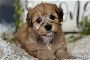 Primrose - puppy for sale