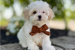 Boston - Havapoo for sale