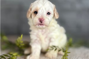 Boston - puppy for sale