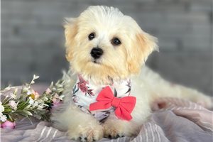 Brenda - Havapoo for sale