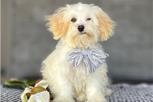 Boston - Havapoo for sale