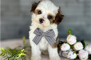 Bilbo - Havapoo for sale