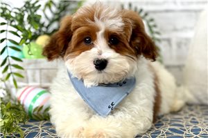 Prancer - puppy for sale