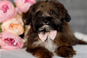 Marie - Havapoo for sale