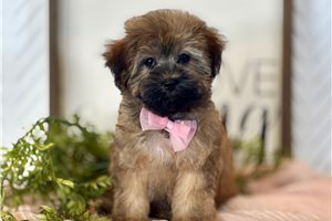 Marie - Havapoo for sale