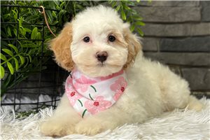 Phoebe - puppy for sale